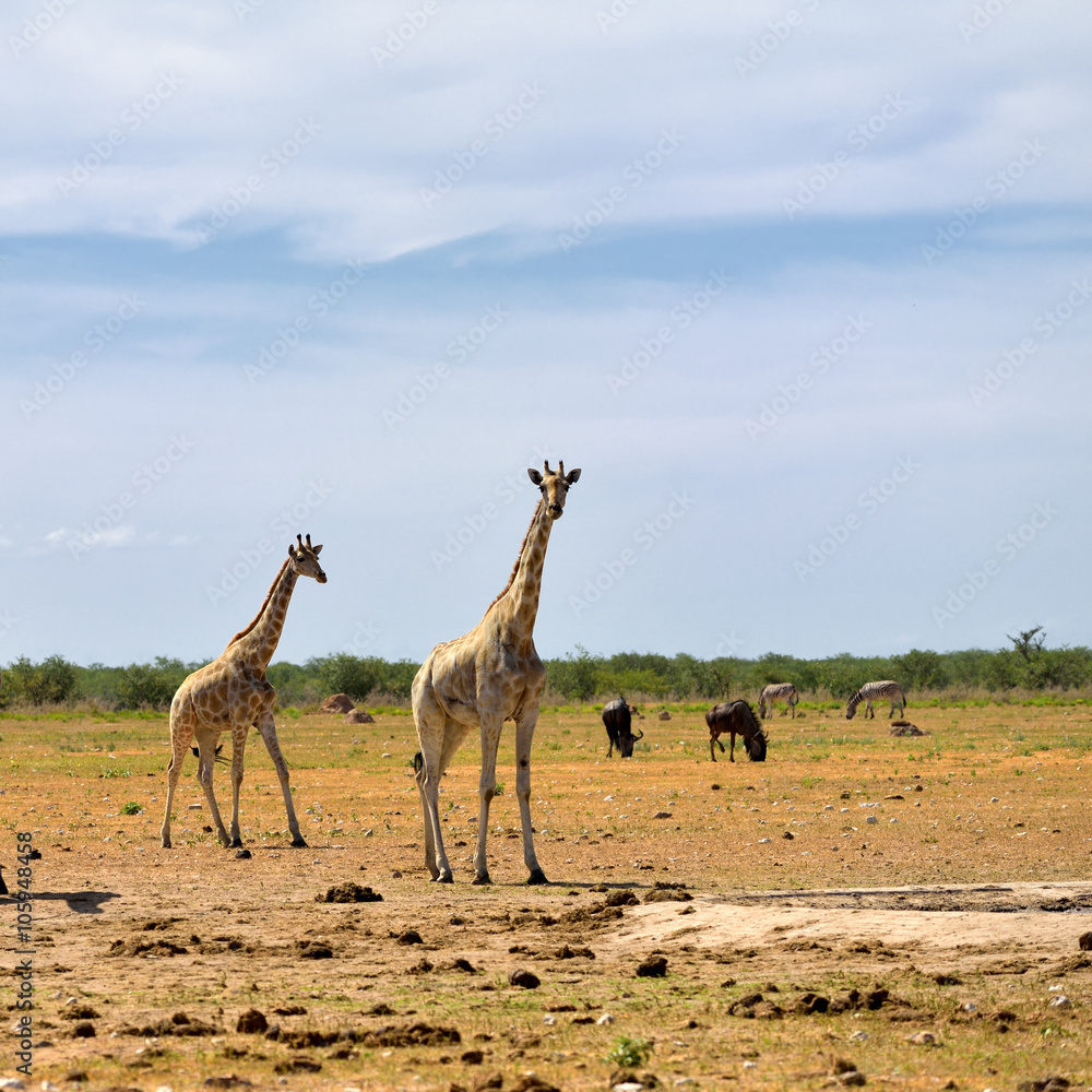 Fototapeta premium Etosha national reserve, Namibia