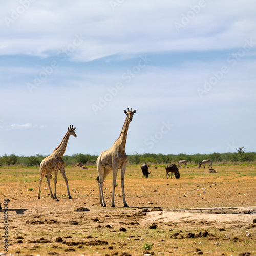Etosha national reserve  Namibia