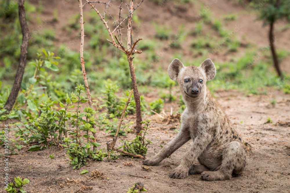 Obraz premium Starring Spotted hyena cub