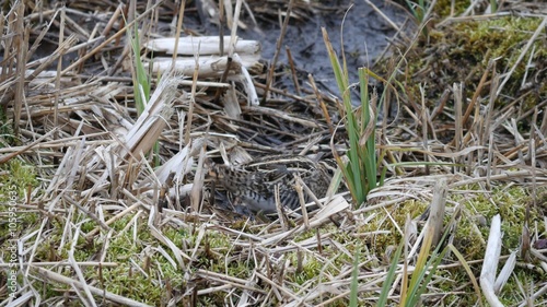 Common Snipe ( Gallinago gallinago ) photo