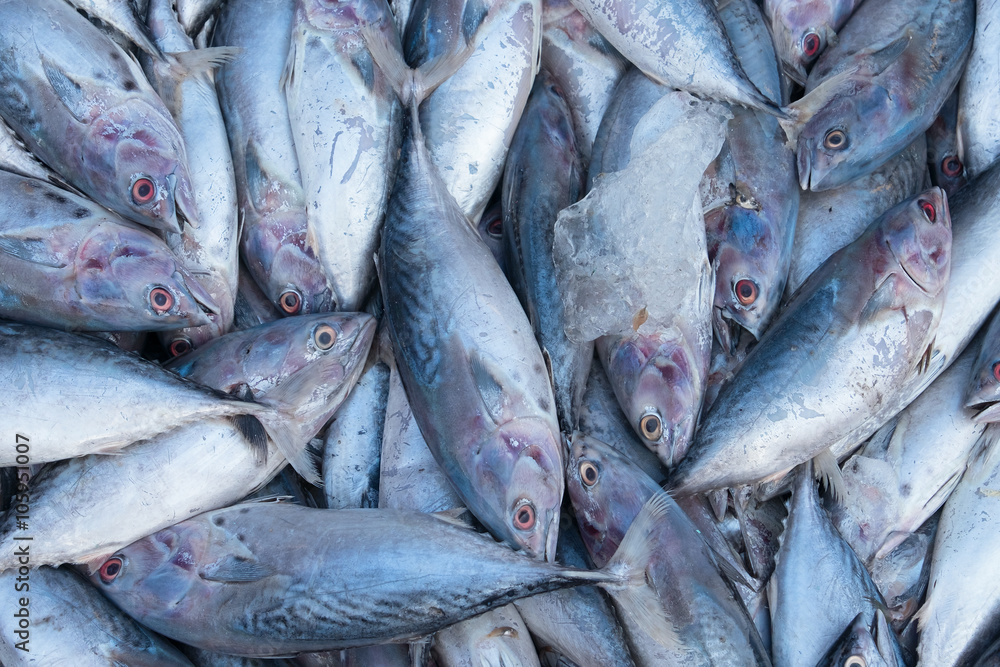 Backround from fresh fish Backround from fresh fish