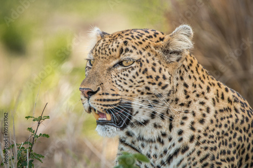 Starring Leopard © simoneemanphoto