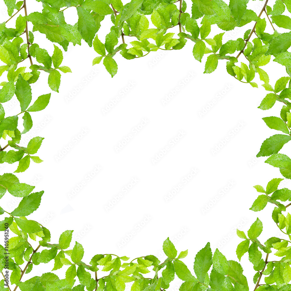  Fresh Green leaf frame with water drops  isolated on white back