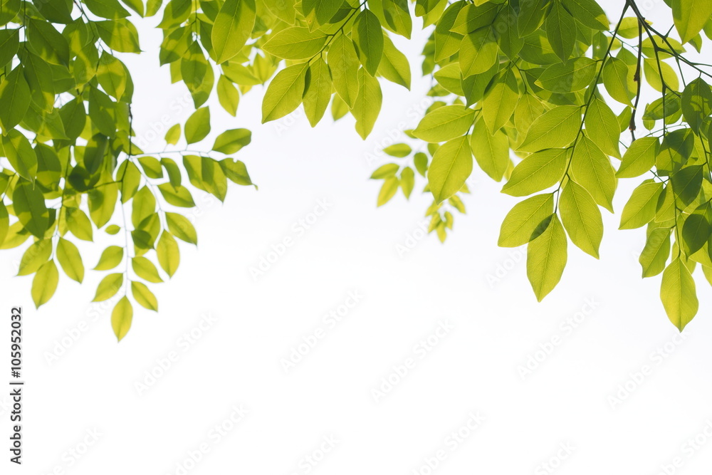 Green leafs in summer with white background  