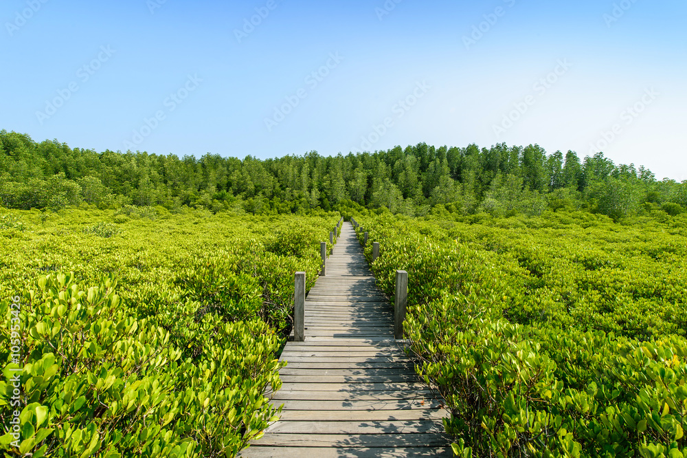 Long wood bridge in mangrove forest, Thailand