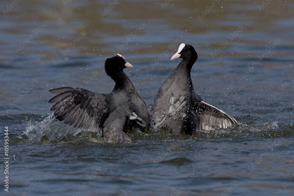 Fototapeta premium Eurasian Coot, Coot, Fulica atra - spring flight.
