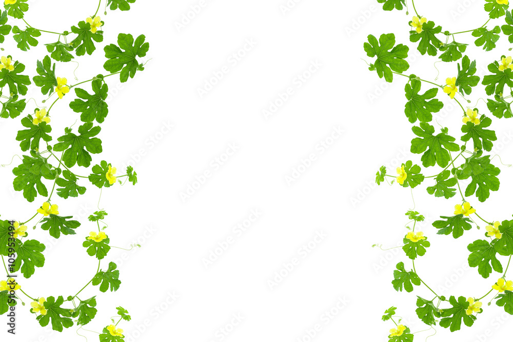 Green leaves frame isolated on white background. Green leaves frame isolated on white background.