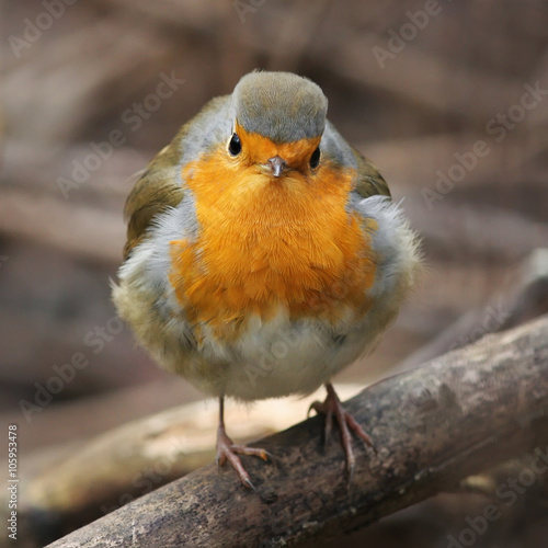 fluffy is a funny bird, the European Robin looking right