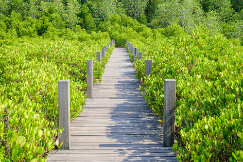 Long wood bridge in mangrove forest  Thailand