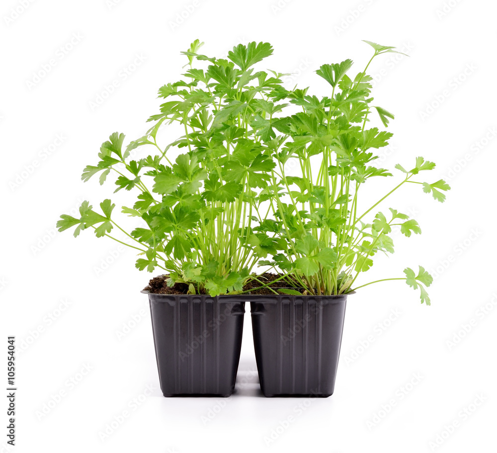 Fototapeta premium Parsley seedling in pot isolated on white background.
