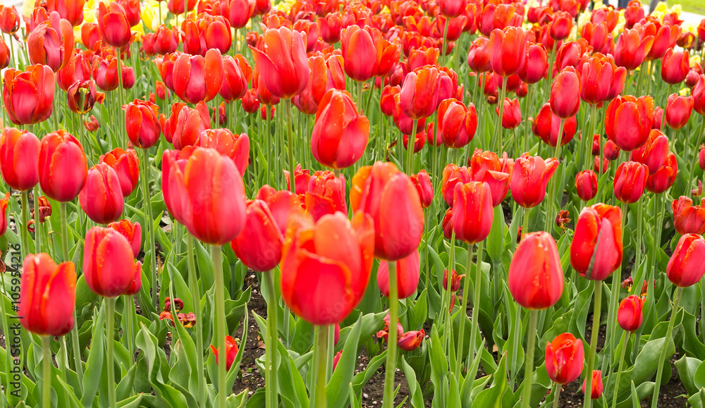 beautiful tulips field in spring time