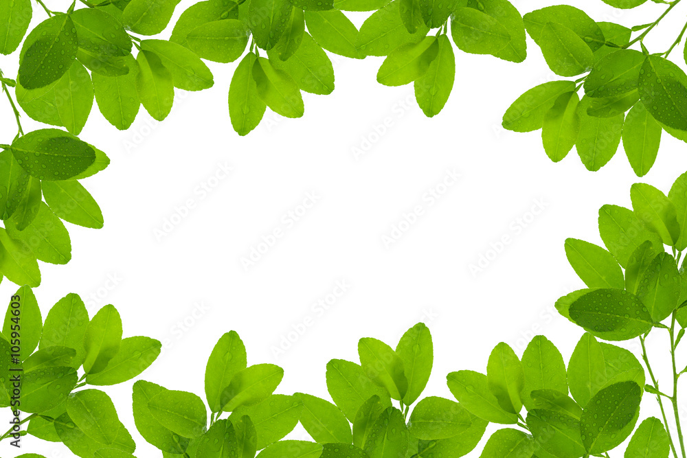 Fresh Green leaf frame with water drops isolated on white backgr
