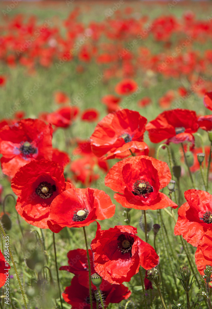 Poppies Poppies