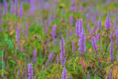 Close up lavender flower field