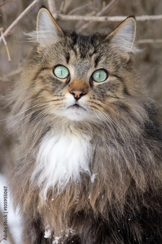 Norwegische Waldkatze mit türkis-grünen Augen Stock Photo | Adobe Stock