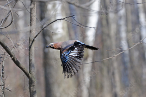 Flying jay in spring birch forest © Victor Tyakht