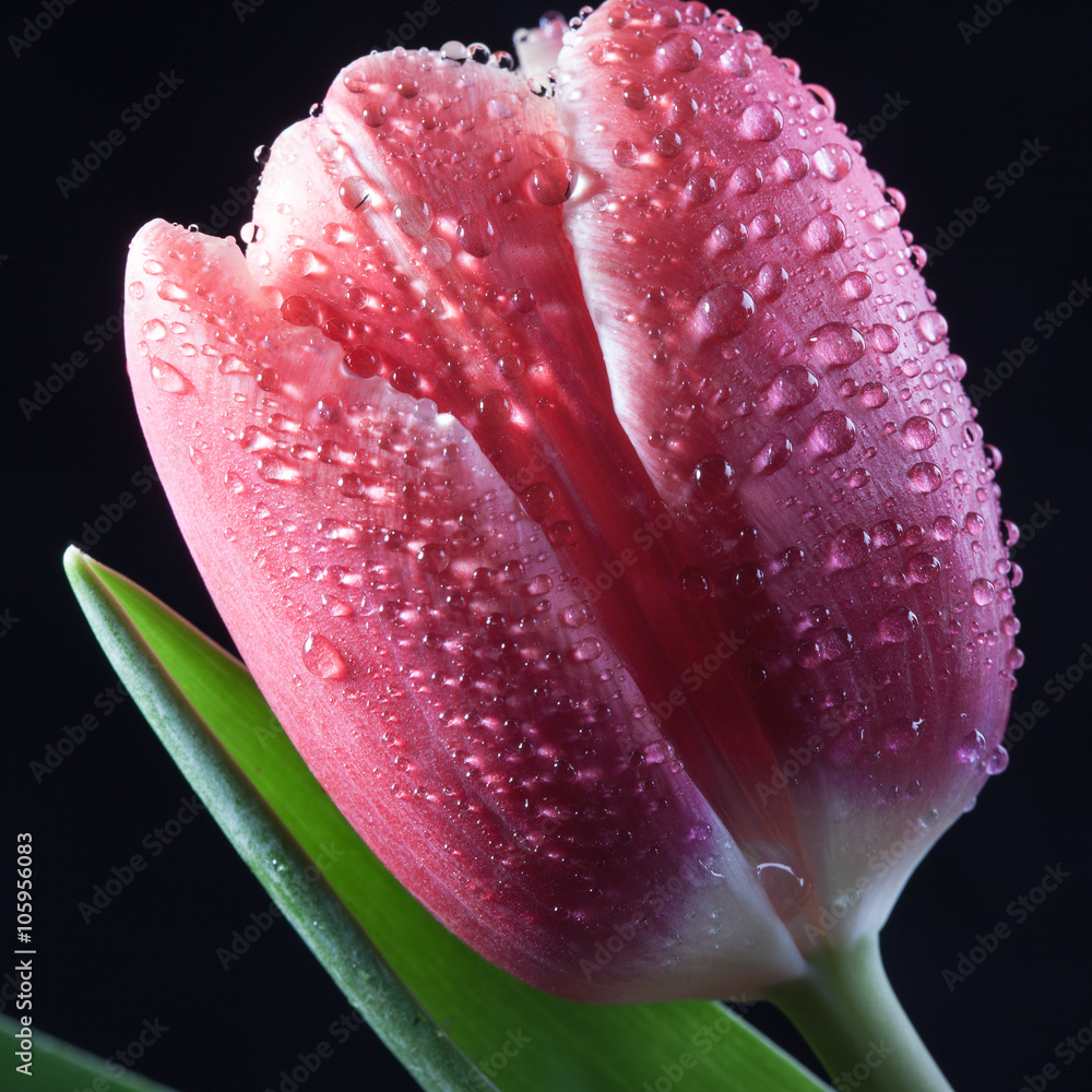 single wet Bud of the red Tulip macro closeup single wet Bud of the red Tulip macro closeup