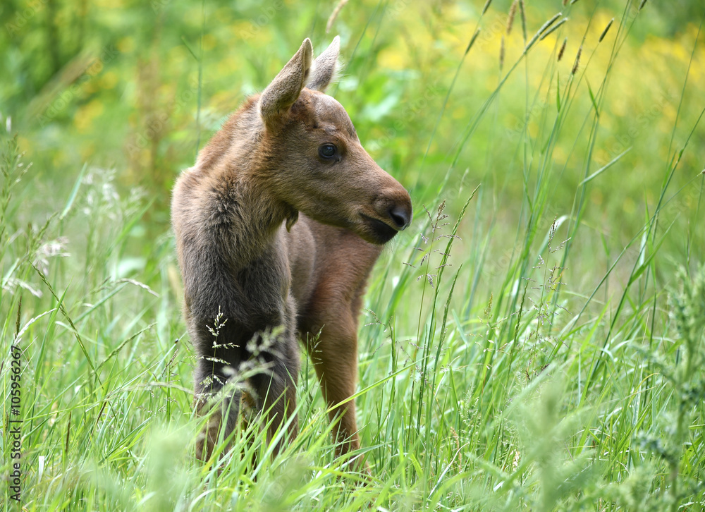 Fototapeta premium Elchkalb im Gras