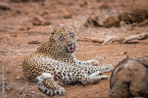 Leopard laying next to a baby Elephant carcass