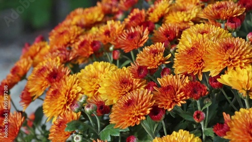Orange Autumn Chrysanthemums Bush.
