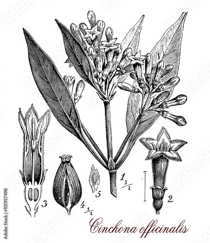 Cinchona officinalis medical plant, botanical vintage engraving photo