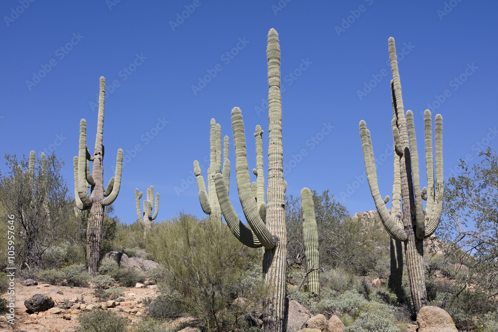 Giant thorny Saguaro Cactus in Sonoran Desert of Southwestern USA