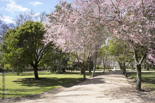 spring, details of cherry blossoms with beautiful pink petals.