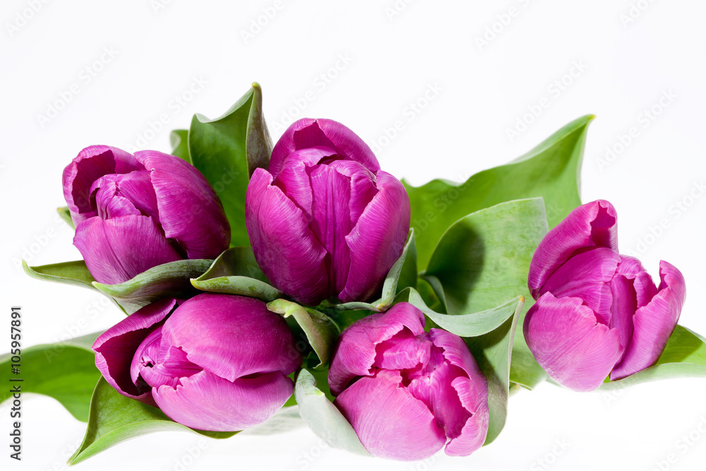 some violet spring flower tulips isolated on white background