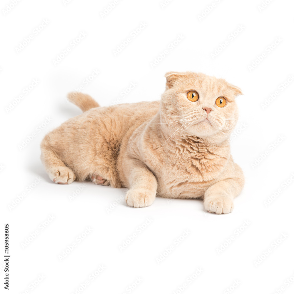 Relaxed scottish fold cat laying on the white background looking up