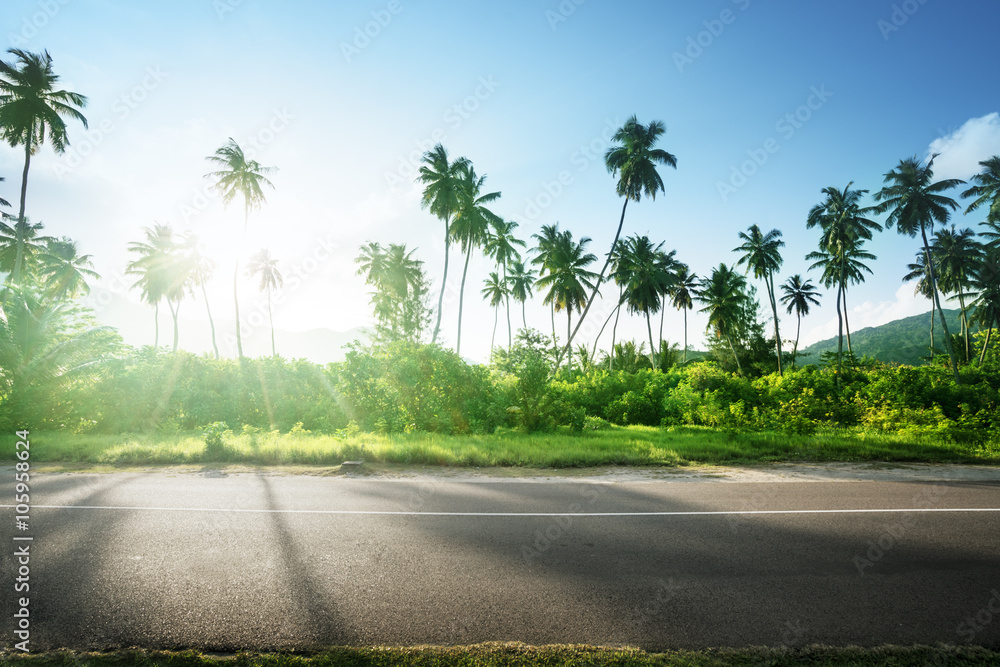 Fototapeta premium empty road in jungle of Seychelles islands
