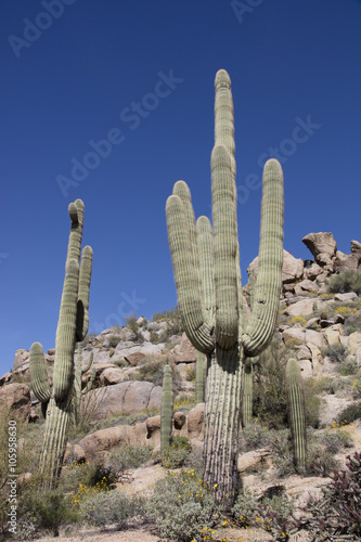 Giant thorny Saguaro Cactus in Sonoran Desert of Southwestern USA photo