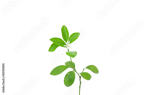 lemon green leaves and flowers isolated on white background.