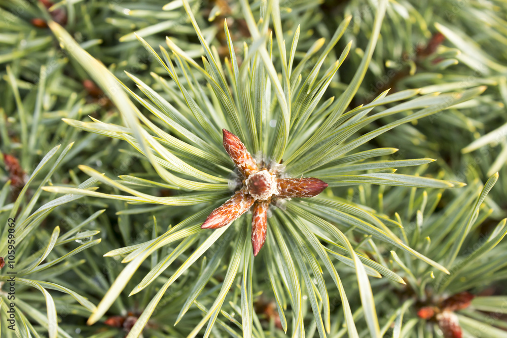 green dwarf mountain pine green dwarf mountain pine