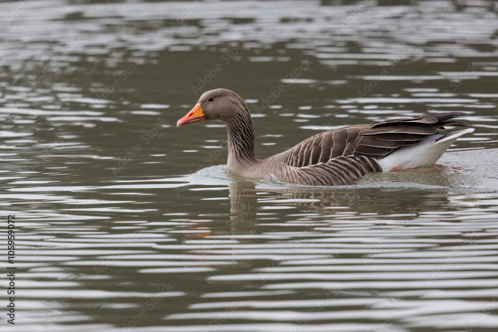Grey Goose (Anser anser) Swimming in green water Grey Goose (Anser anser) Swimming in green water