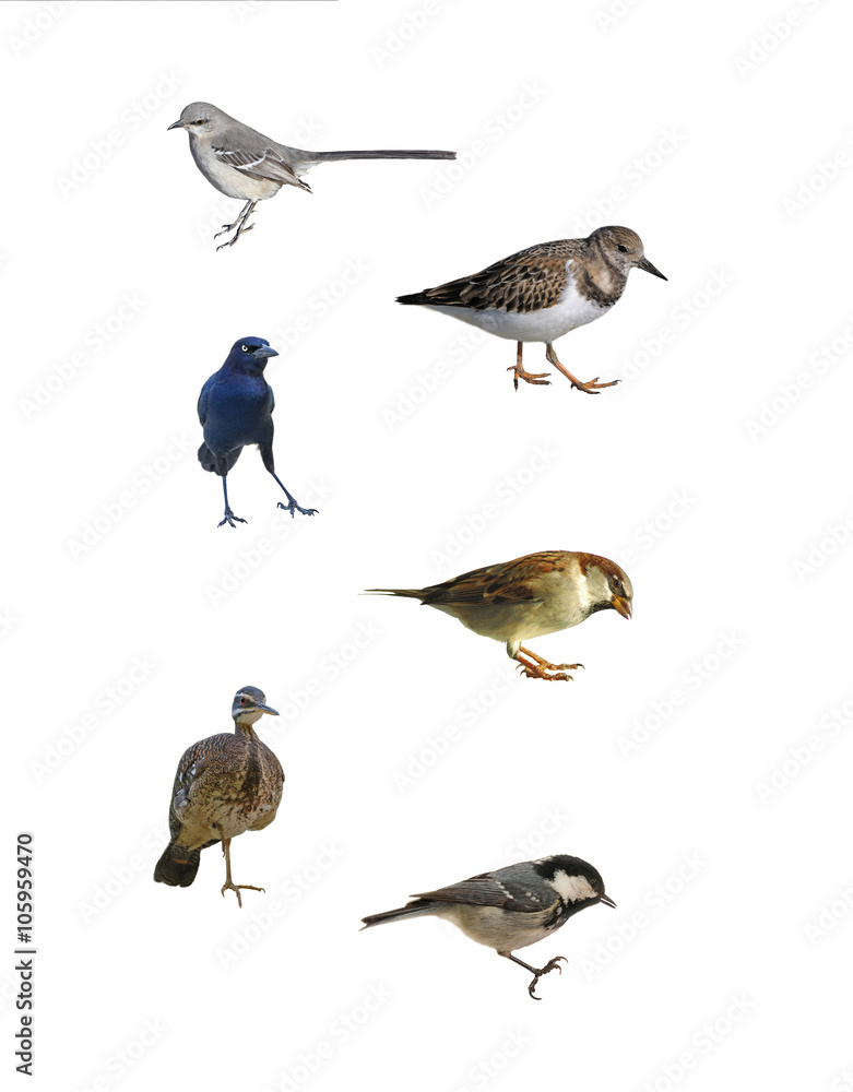 Fototapeta premium Images of a Mockingbird, Ruddy Turnstone, Grackleon, Sparrow, Sunbittern and Coal Tit isolated on a white background.