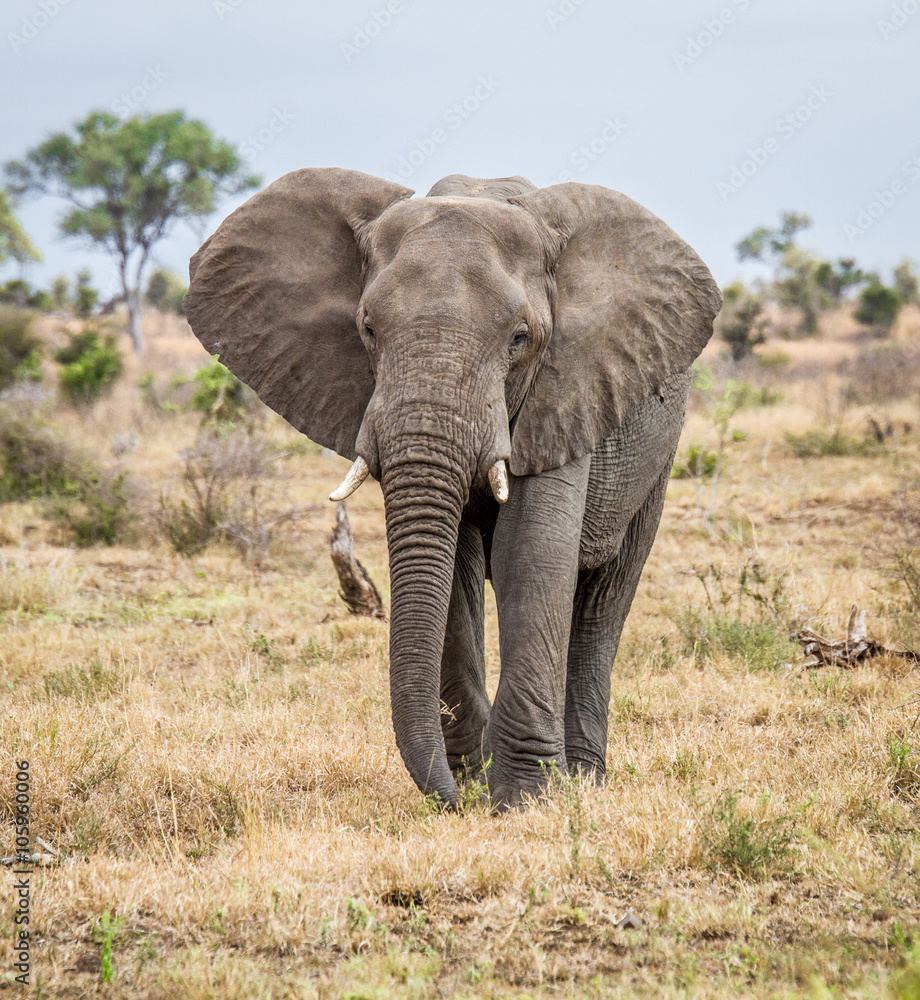 An Elephant walking towards the camera