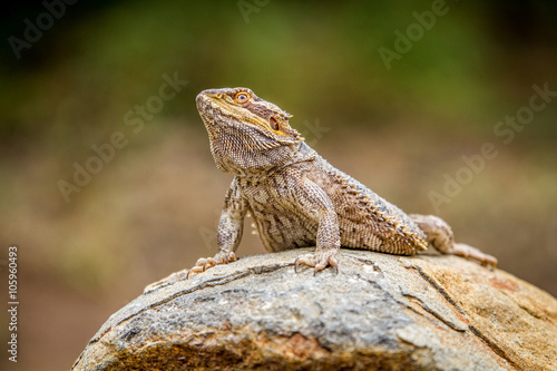 Bearded dragon on a rock © simoneemanphoto