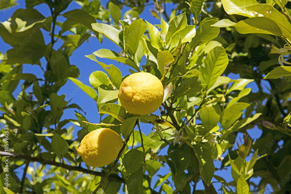 Ripe juicy lemons on the tree