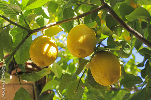 Ripe juicy lemons on the tree