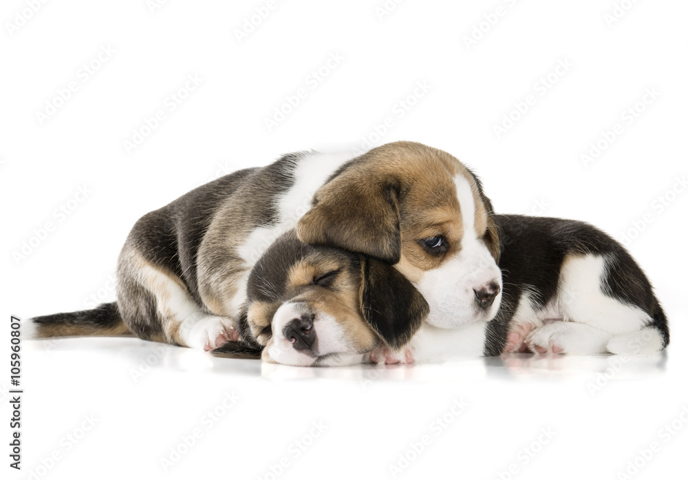 two beagle puppy isolated on white background
