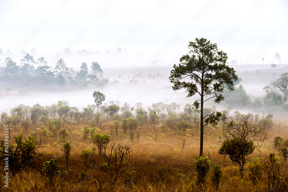 Fototapeta premium Sunrise in savanah meadow