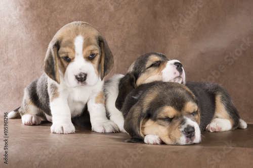 three puppy beagle on a brown background © vivienstock