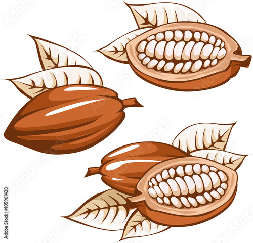 brown cocoa bean - vector illustration