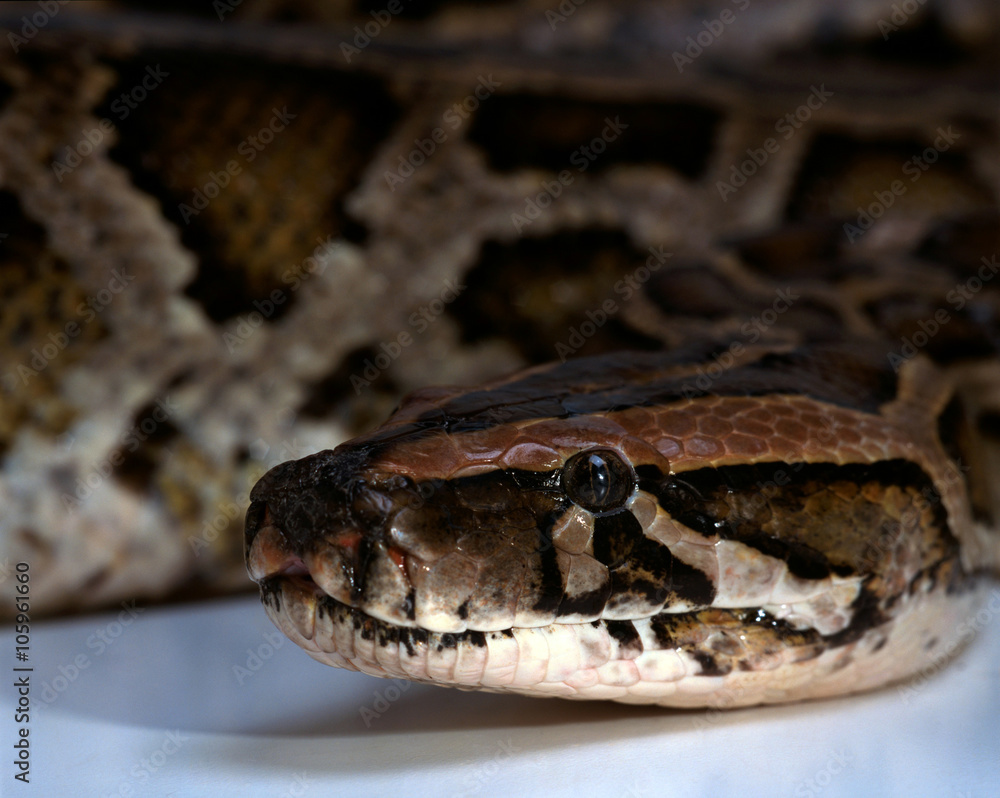 Python Python