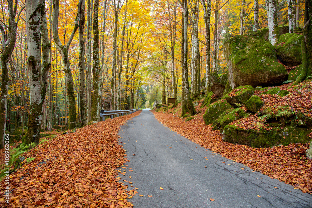 Fototapeta premium road in autumn forest