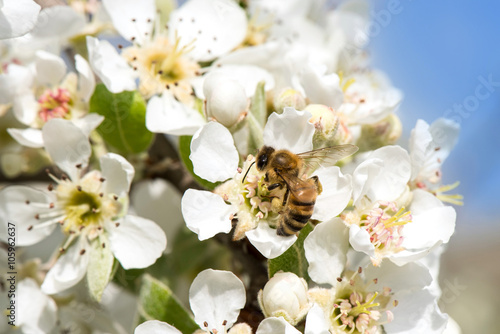 The Callery pear (Pyrus calleryana) flower and bee