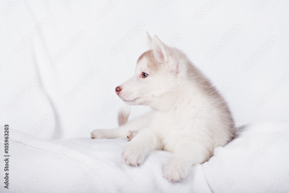 Cute little puppy sit on white background