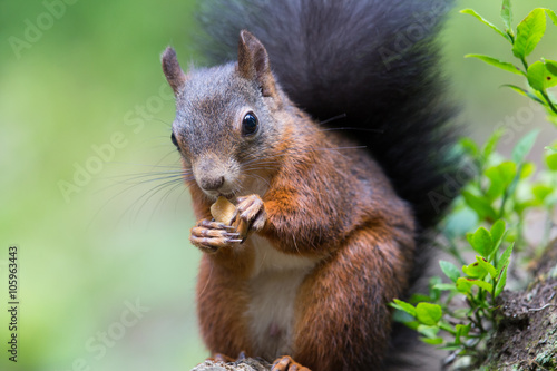 Portrait of a Eurasian red squirrel (Sciurus vulgaris) with nut