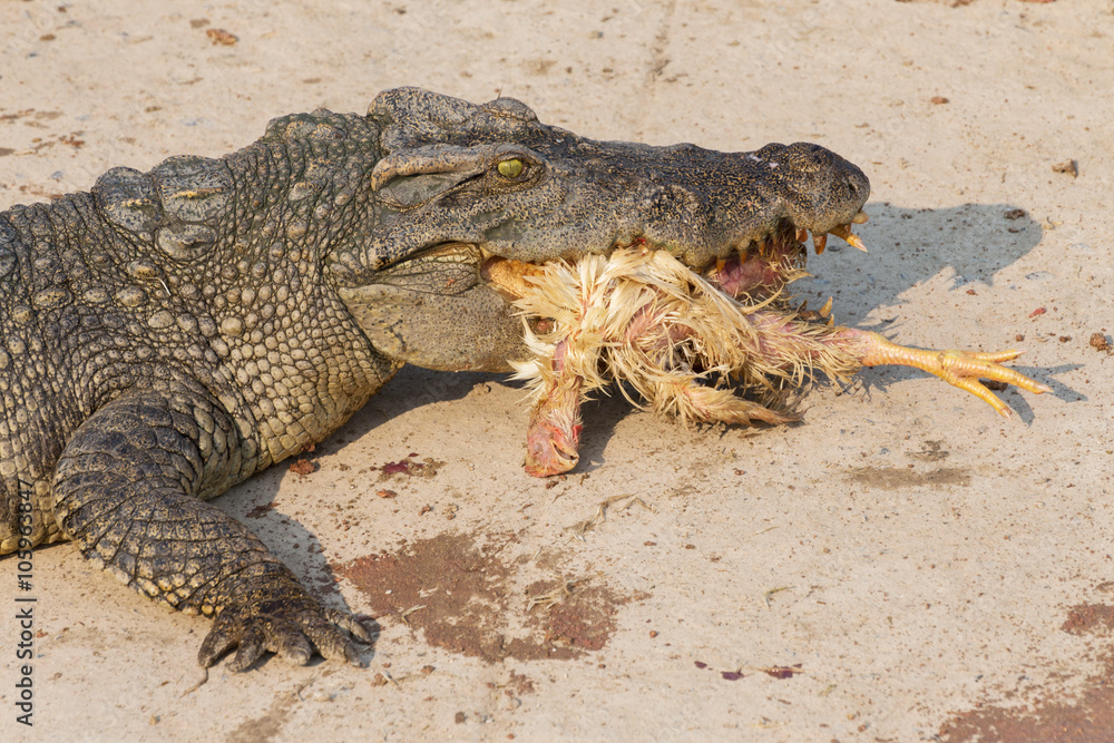 Fototapeta premium wildlife crocodile catches and eating a chicken