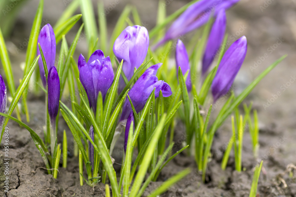 Purple crocus made his way through the soil Purple crocus made his way through the soil